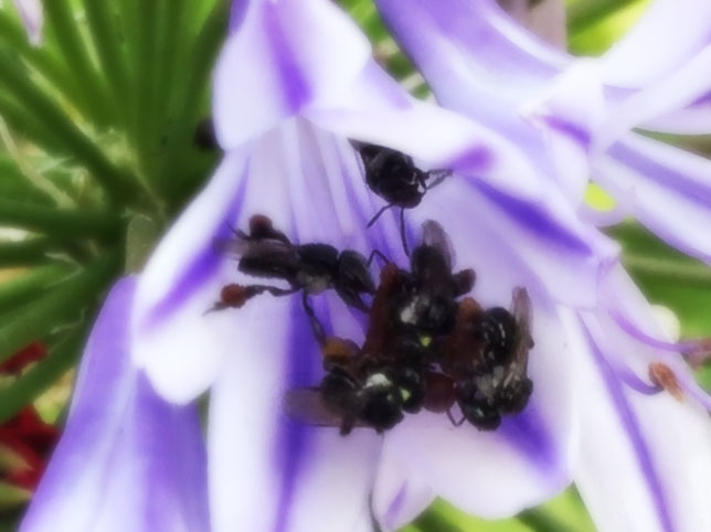 Native Bees on Flowers carrying pollen