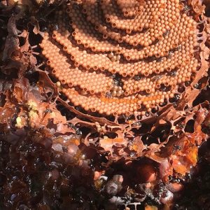 Native Bee Stocked Hive