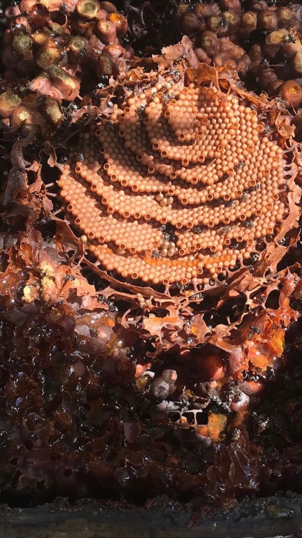 Native Bee Stocked Hive