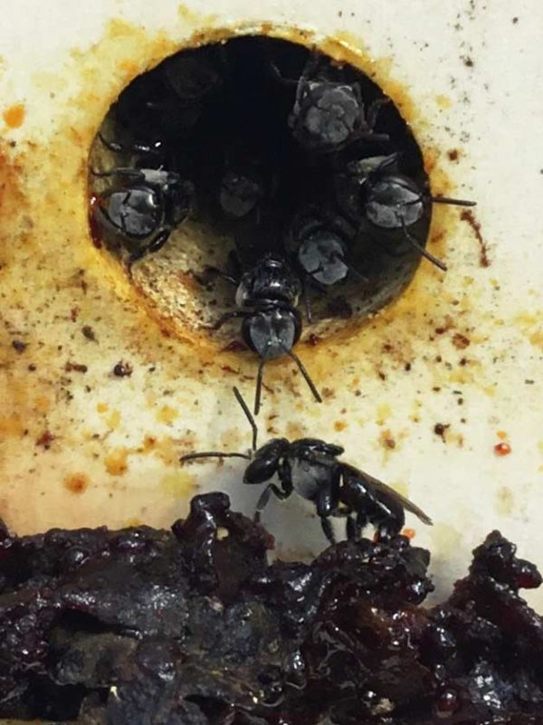 Native Bee Stocked Hive - Image 2